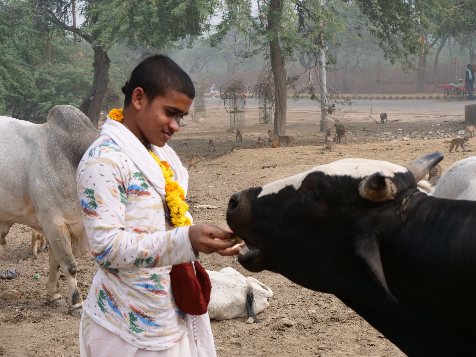  178 Gopashtami Radha kunda Govardhan 19.11.04